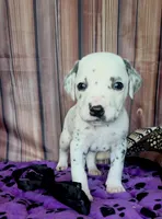 Giggles black , a male Dalmatian for sale in Cape May, NJ – 1 of 10