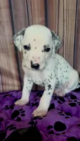 Giggles black , a male Dalmatian for sale in Cape May, NJ – 8 of 10