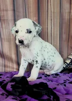 Giggles black , a male Dalmatian for sale in Cape May, NJ – 6 of 10