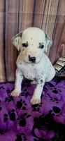 Giggles black , a male Dalmatian for sale in Cape May, NJ – 5 of 10