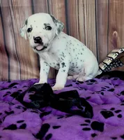 Giggles black , a male Dalmatian for sale in Cape May, NJ – 7 of 10