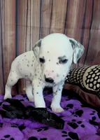 Giggles black , a male Dalmatian for sale in Cape May, NJ – 2 of 10