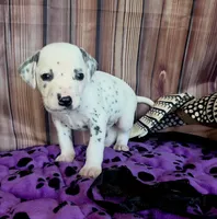 Giggles black , a male Dalmatian for sale in Cape May, NJ – 3 of 10