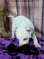 Giggles black , a male Dalmatian for sale in Cape May, NJ – 4 of 10