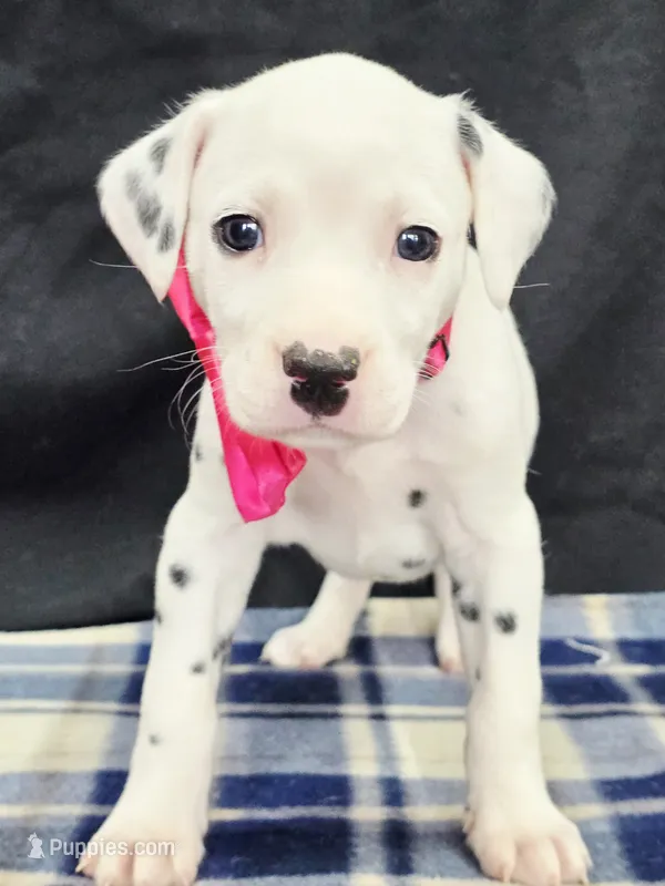 Dilly pink  – Dalmatian puppy for sale in Cape May, NJ