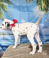 Fraidy red LUA, a male Dalmatian for sale in Cape May, NJ – 8 of 9