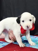 Opal red long coat, a male Dalmatian for sale in Cape May, NJ – 9 of 10