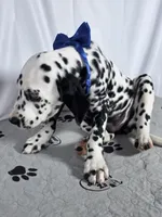 Zoomy blue , a male Dalmatian for sale in Cape May, NJ – 8 of 10