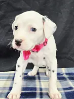 Dilly pink , a female Dalmatian for sale in Cape May, NJ – 4 of 10