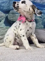Jacora long coat tricolor , a female Dalmatian for sale in Cape May, NJ – 3 of 10