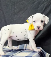 Dilly yellow, a female Dalmatian for sale in Cape May, NJ – 6 of 10