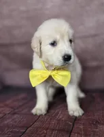 Golden yellow, a female Golden Retriever for sale in Cape May, NJ – 7 of 10
