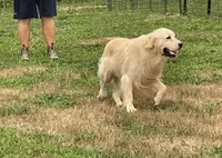 AKC full rights Golden , a male Golden Retriever for sale in Cape May, NJ – 9 of 9