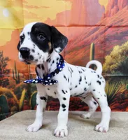 Carmella blue, a female Dalmatian for sale in Cape May, NJ – 2 of 10