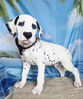 Fraidy brown LUA, a male Dalmatian for sale in Cape May, NJ – 3 of 9