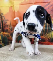 Carmella blue, a female Dalmatian for sale in Cape May, NJ – 3 of 10