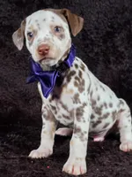 Harley purple , a male Dalmatian for sale in Cape May, NJ – Photo 4 of 10