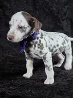 Harley purple , a male Dalmatian for sale in Cape May, NJ – Photo 10 of 10