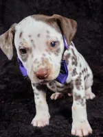 Harley purple , a male Dalmatian for sale in Cape May, NJ – Photo 2 of 10