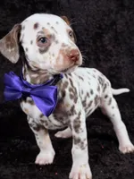 Harley purple , a male Dalmatian for sale in Cape May, NJ – Photo 3 of 10
