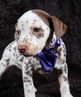 Harley purple , a male Dalmatian for sale in Cape May, NJ – Photo 9 of 10