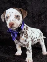Harley purple , a male Dalmatian for sale in Cape May, NJ – Photo 6 of 10