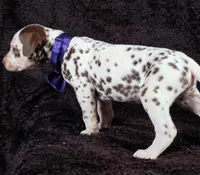 Harley purple , a male Dalmatian for sale in Cape May, NJ – Photo 5 of 10