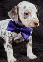 Harley purple , a male Dalmatian for sale in Cape May, NJ – Photo 1 of 10