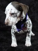 Harley purple , a male Dalmatian for sale in Cape May, NJ – Photo 8 of 10
