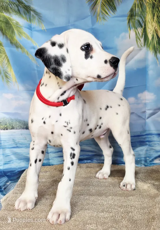 Fraidy red LUA – Dalmatian puppy for sale in Cape May, NJ