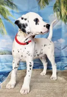 Fraidy red LUA, a male Dalmatian for sale in Cape May, NJ – 1 of 9