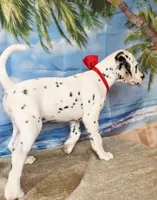 Fraidy red LUA, a male Dalmatian for sale in Cape May, NJ – 2 of 9