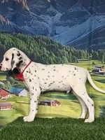 Aphrodite red, a male Dalmatian for sale in Cape May, NJ – 5 of 10