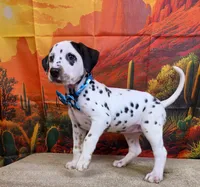 Carmella aqua, a female Dalmatian for sale in Cape May, NJ – 4 of 10
