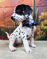 Carmella blue, a female Dalmatian for sale in Cape May, NJ – 9 of 10