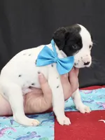 Opal blue fluff, a male Dalmatian for sale in Cape May, NJ – 3 of 9