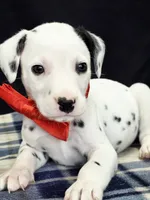 Dilly red, a male Dalmatian for sale in Cape May, NJ – 4 of 10