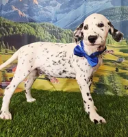 Aphrodite blue LUA , a male Dalmatian for sale in Cape May, NJ – 3 of 10