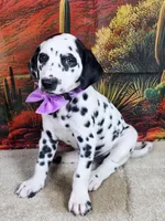 Carmella purple , a female Dalmatian for sale in Cape May, NJ – 9 of 10