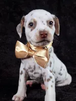 Harley gold female , a female Dalmatian for sale in Cape May, NJ – Photo 9 of 10