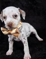 Harley gold female , a female Dalmatian for sale in Cape May, NJ – Photo 7 of 10