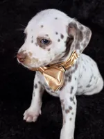 Harley gold female , a female Dalmatian for sale in Cape May, NJ – Photo 3 of 10