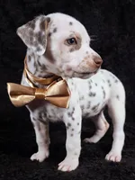 Harley gold female , a female Dalmatian for sale in Cape May, NJ – Photo 4 of 10