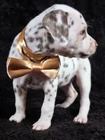 Harley gold female , a female Dalmatian for sale in Cape May, NJ – Photo 1 of 10