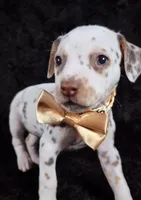 Harley gold female , a female Dalmatian for sale in Cape May, NJ – Photo 6 of 10