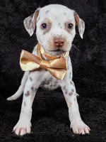 Harley gold female , a female Dalmatian for sale in Cape May, NJ – Photo 2 of 10