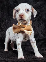 Harley gold female , a female Dalmatian for sale in Cape May, NJ – Photo 5 of 10