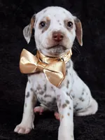 Harley gold female , a female Dalmatian for sale in Cape May, NJ – Photo 10 of 10