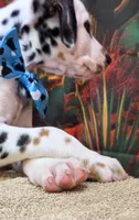 Carmella aqua, a female Dalmatian for sale in Cape May, NJ – 8 of 10