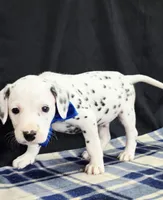 Dilly blue, a male Dalmatian for sale in Cape May, NJ – 3 of 10